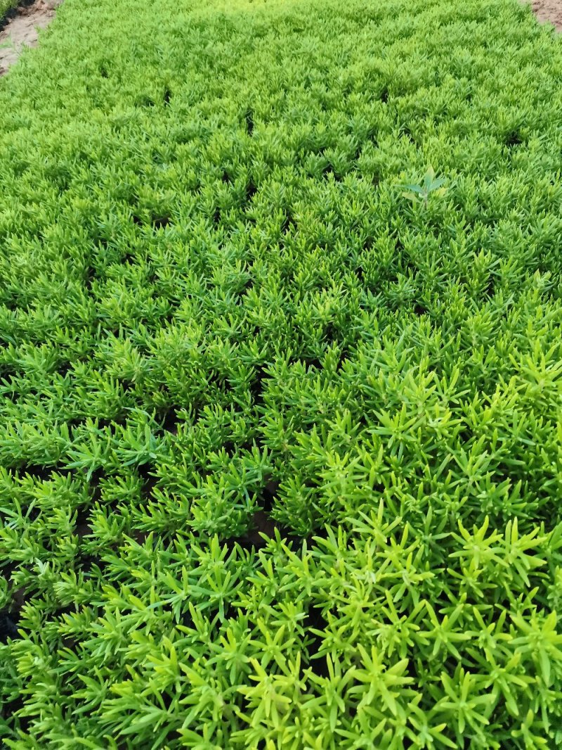 佛甲草多年生草本绿化苗木欢迎实地看货