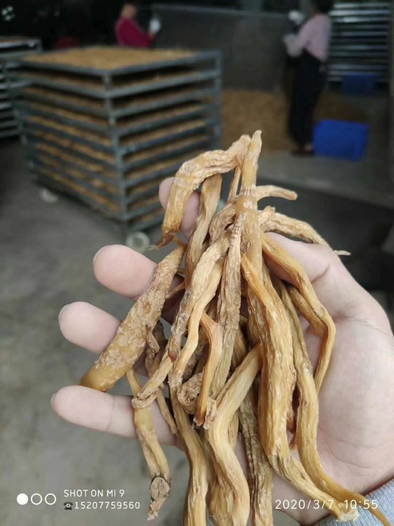 红花百部