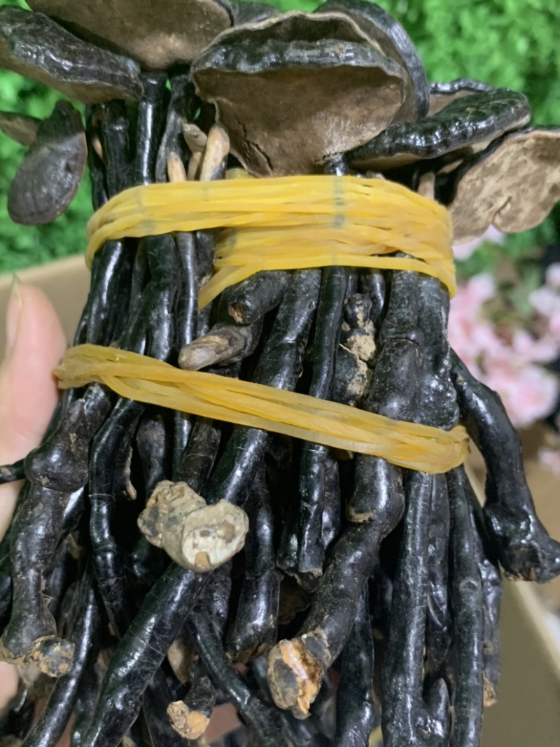 统货竹灵芝淘货源微商电商实体专业保密一件代发
