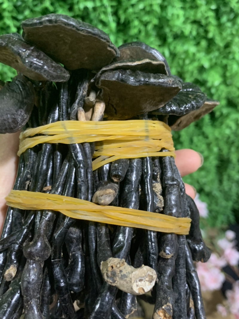 统货竹灵芝淘货源微商电商实体专业保密一件代发
