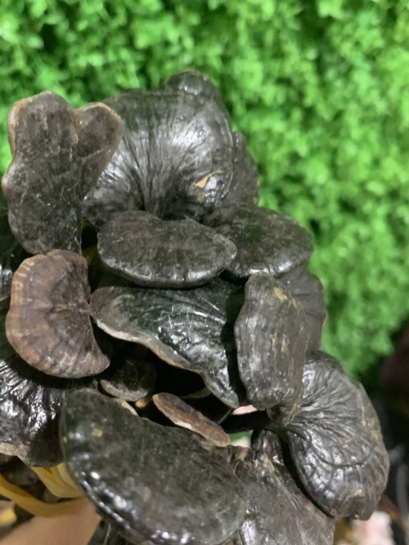 统货竹灵芝淘货源微商电商实体专业保密一件代发