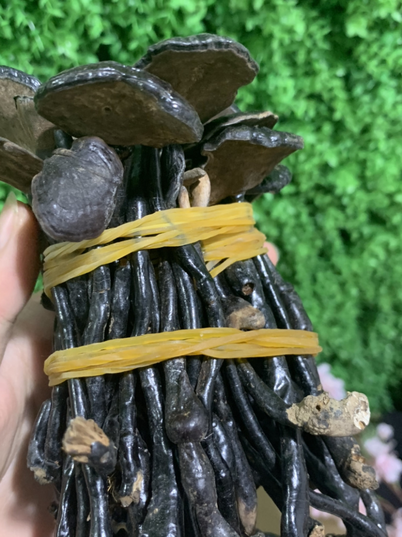 统货竹灵芝淘货源微商电商实体专业保密一件代发