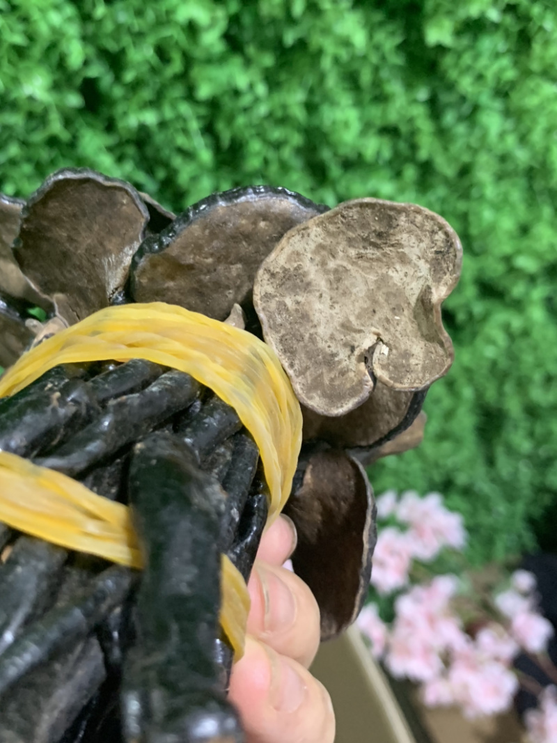 统货竹灵芝淘货源微商电商实体专业保密一件代发