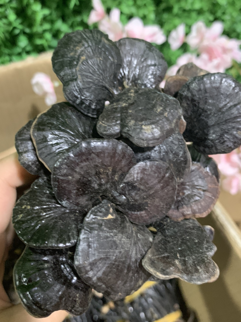 统货竹灵芝淘货源微商电商实体专业保密一件代发