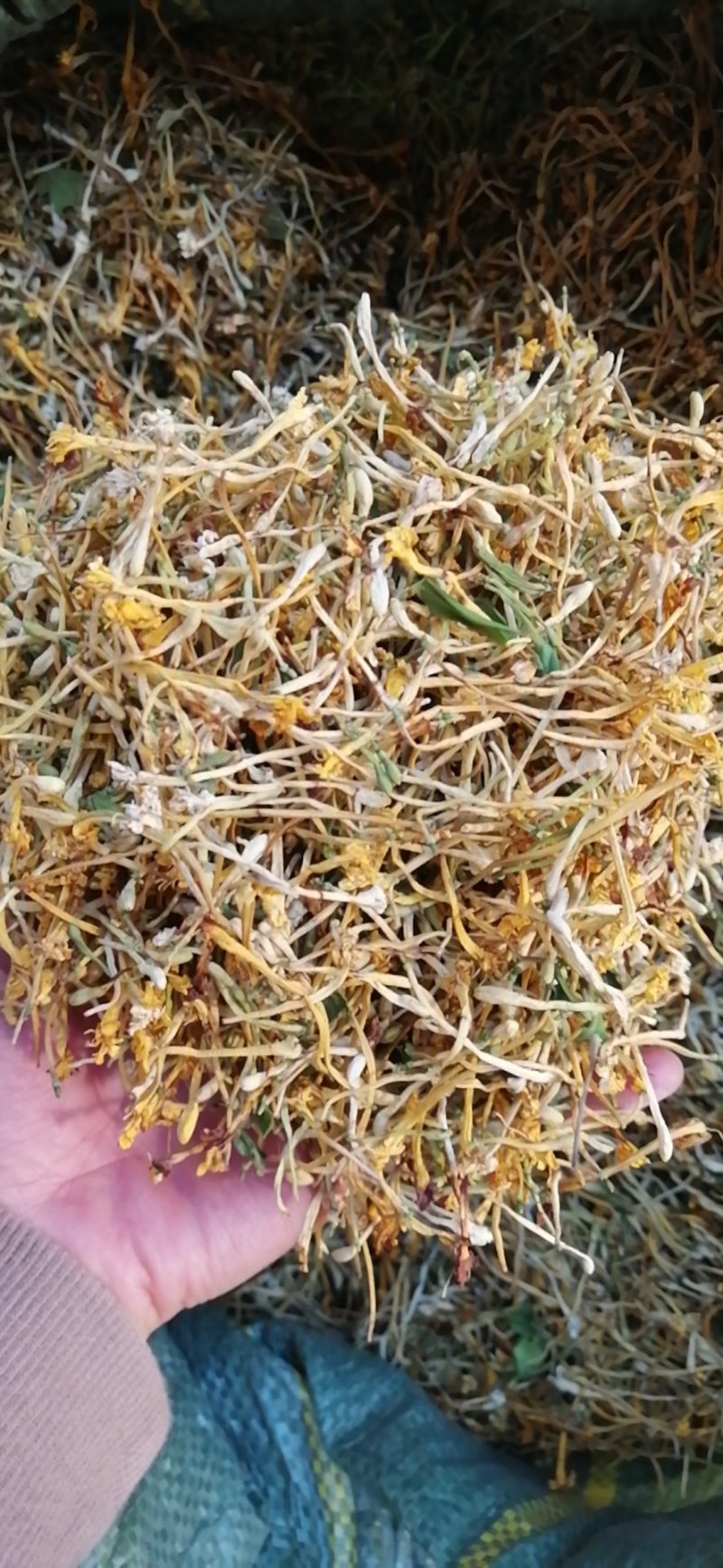 金银花统花野生品质保证一件代发