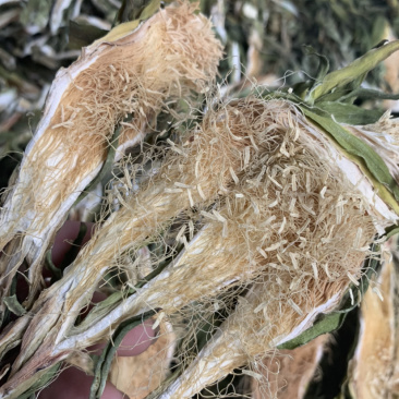 越南短霸王花剑花淘货源微商电商实体专业保密一件代发