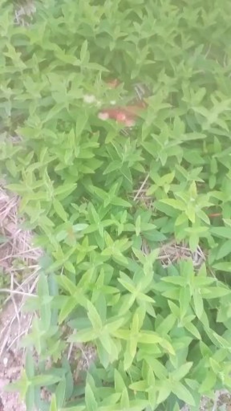 白薇种子籽，苗。基地一手货源立白薇种苗。提供技术管理可