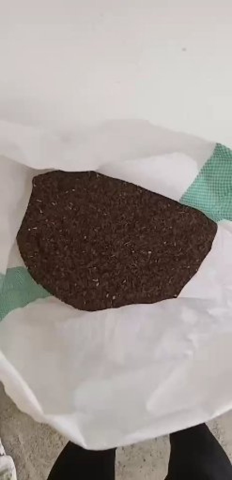 白薇种子籽，苗。基地一手货源立白薇种苗。提供技术管理可
