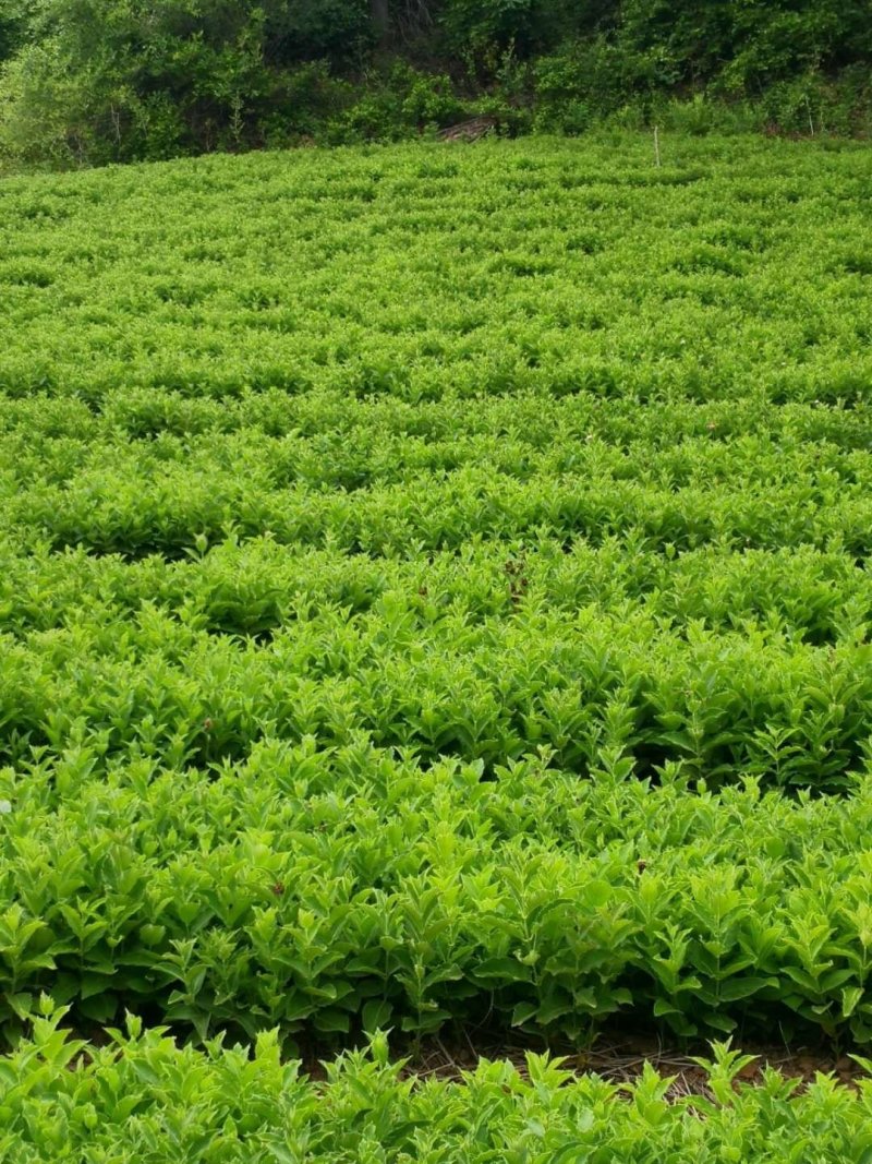 白薇种子籽，苗。基地一手货源立白薇种苗。提供技术管理可