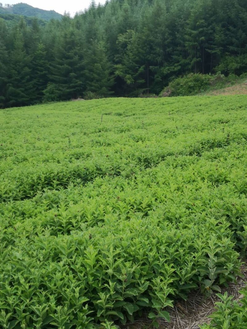 白薇种子籽，苗。基地一手货源立白薇种苗。提供技术管理可
