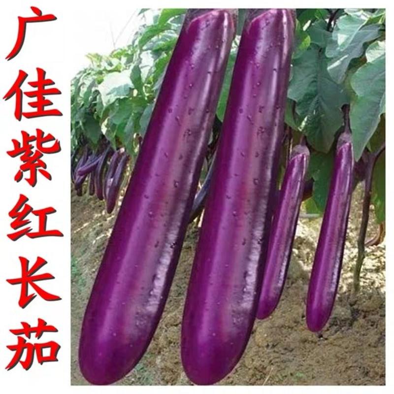 黑亮先锋长茄种子紫长茄子种子茄子种籽早熟高产1000粒