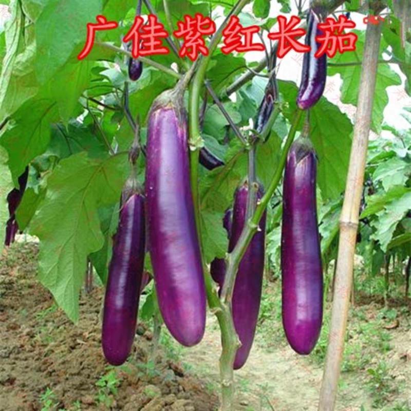 黑亮先锋长茄种子紫长茄子种子茄子种籽早熟高产1000粒