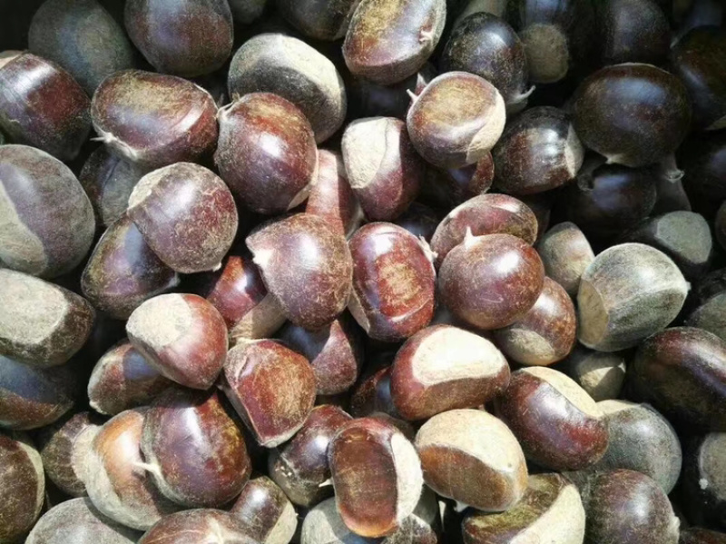 板栗苗