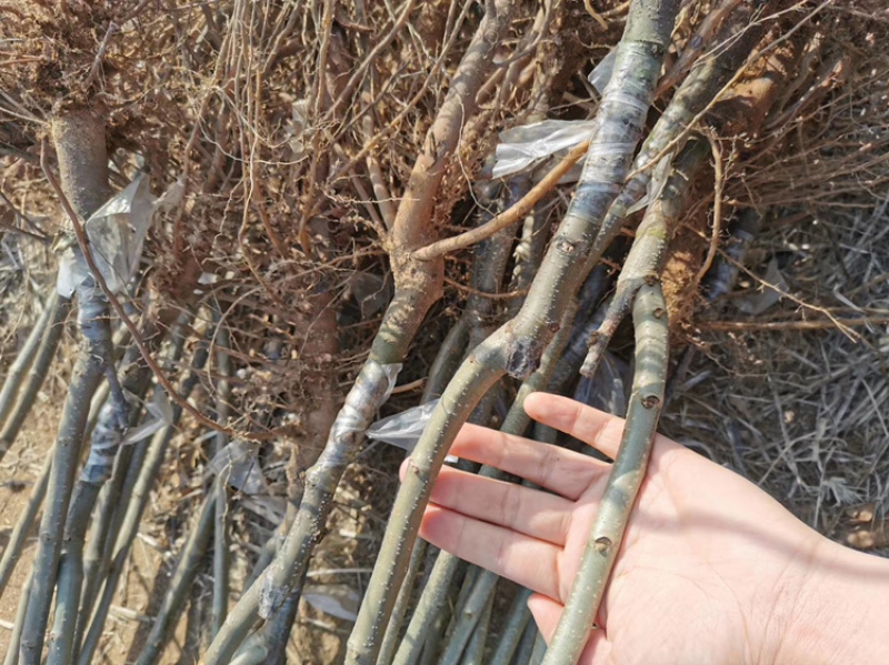 板栗苗