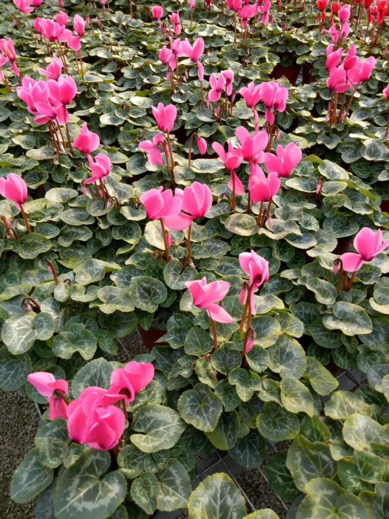 仙客来中型仙客来颜色亮丽花苞多价格优惠