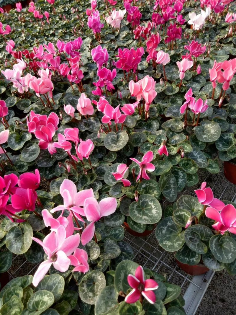 仙客来中型仙客来颜色亮丽花苞多价格优惠