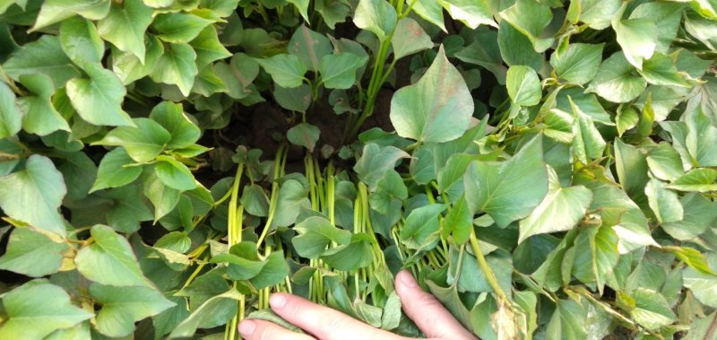 慧谷原种脱毒秦薯五号红薯苗
