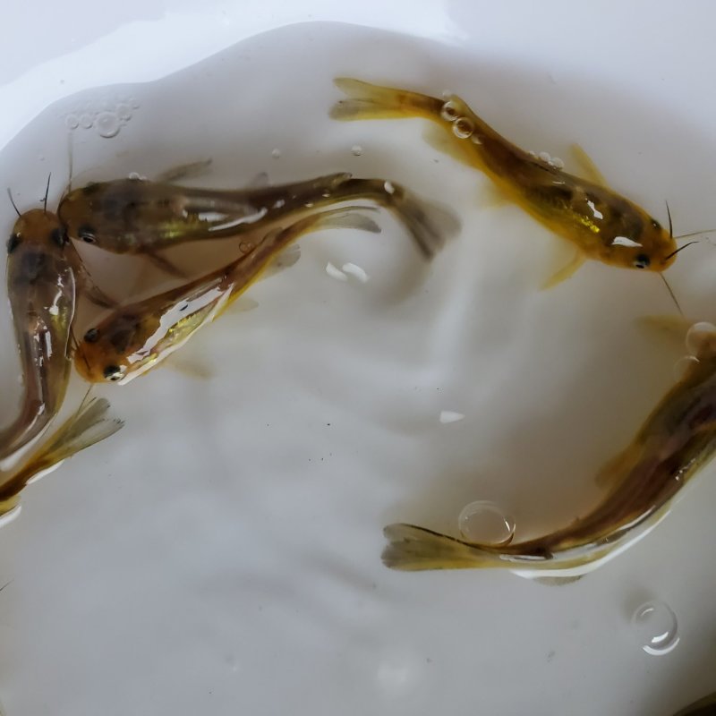 黄骨鱼苗黄蜂角鱼苗黄颡鱼苗杂交黄骨鱼苗