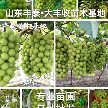 山东葡萄苗基地专业苗圃基地批发让农户放心种植品种纯正