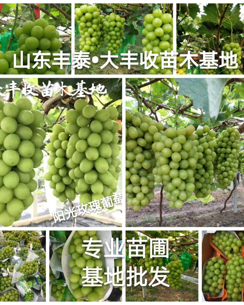 山东葡萄苗基地专业苗圃基地批发让农户放心种植品种纯正