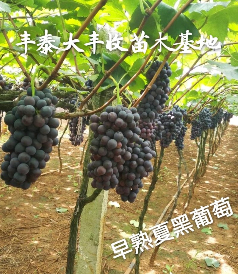 山东葡萄苗基地专业苗圃基地批发让农户放心种植品种纯正