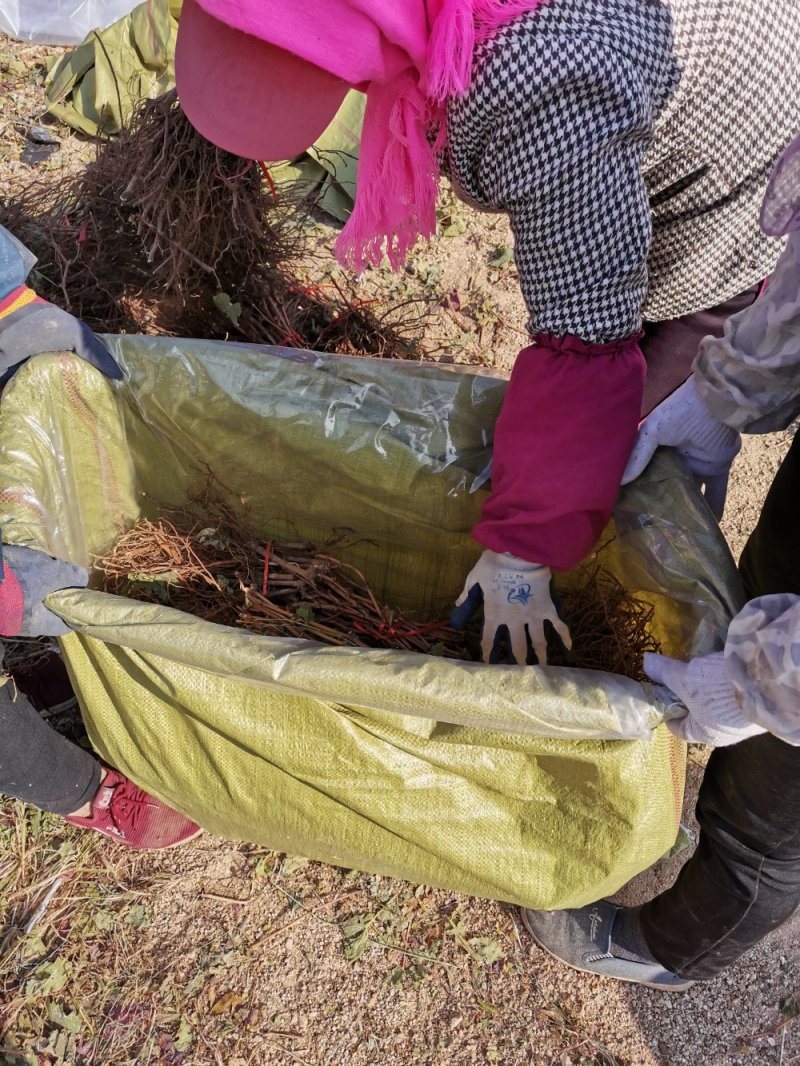 山东葡萄苗基地专业苗圃基地批发让农户放心种植品种纯正