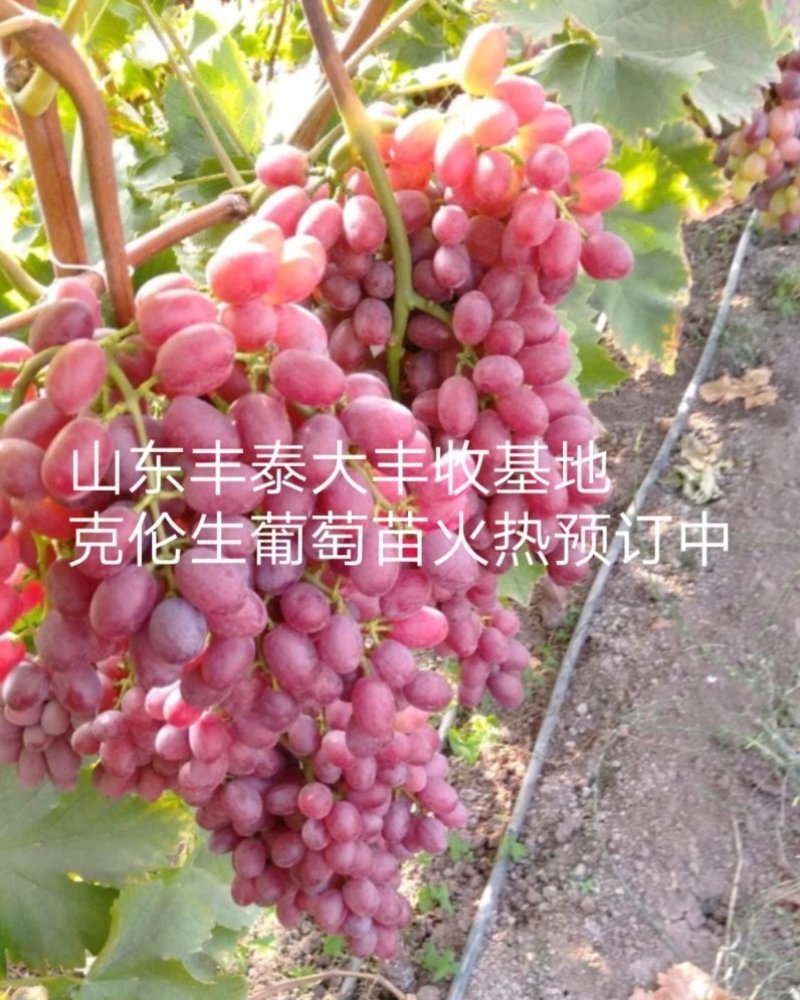 山东葡萄苗基地专业苗圃基地批发让农户放心种植品种纯正