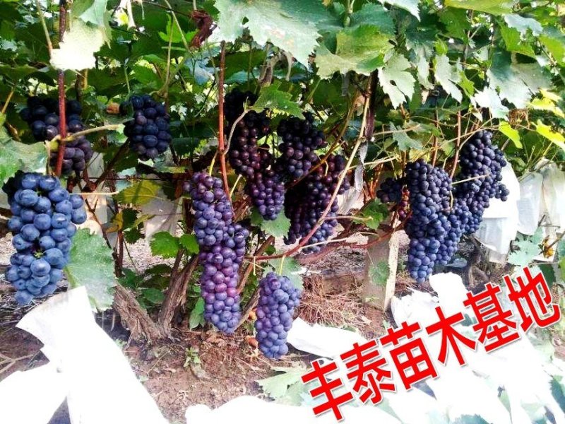 山东葡萄苗基地专业苗圃基地批发让农户放心种植品种纯正