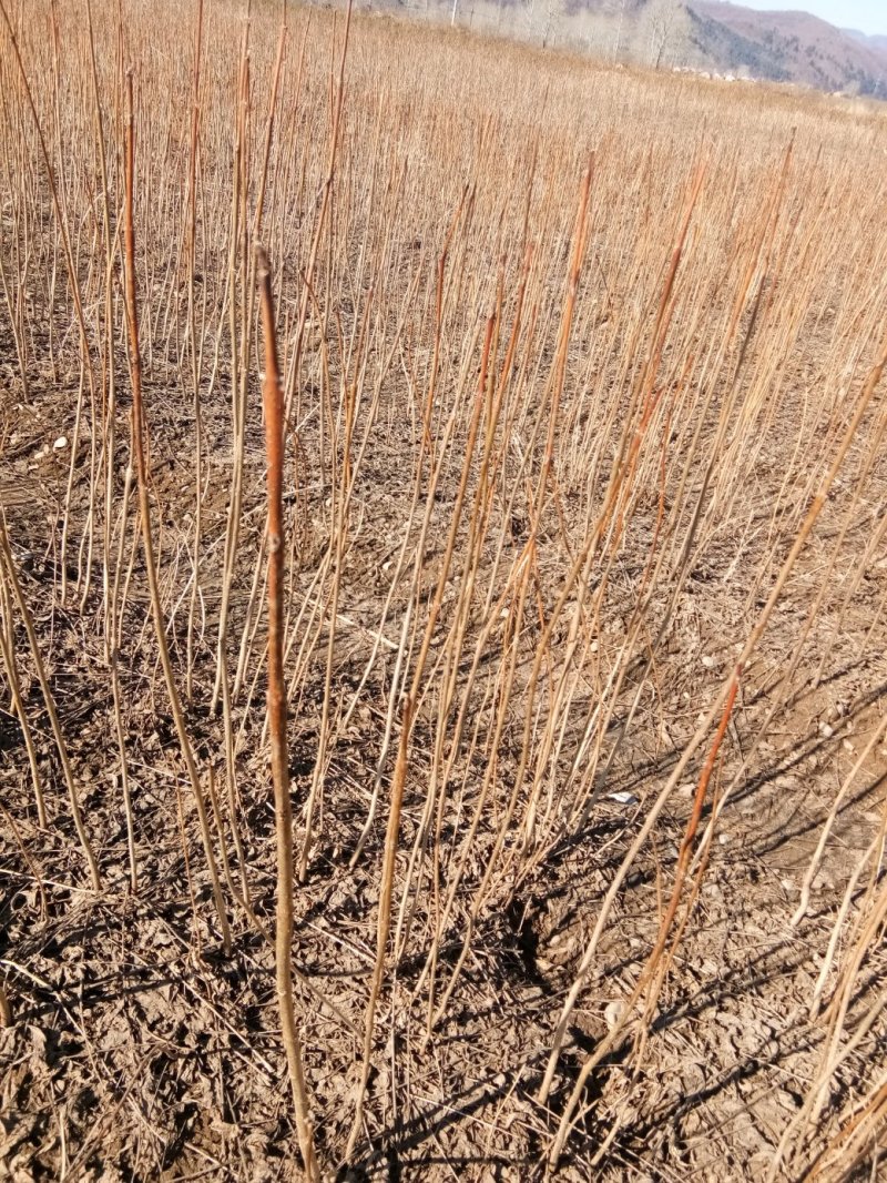 刺槐苗地栽苗货真价实保证质量信誉第一，保证数量