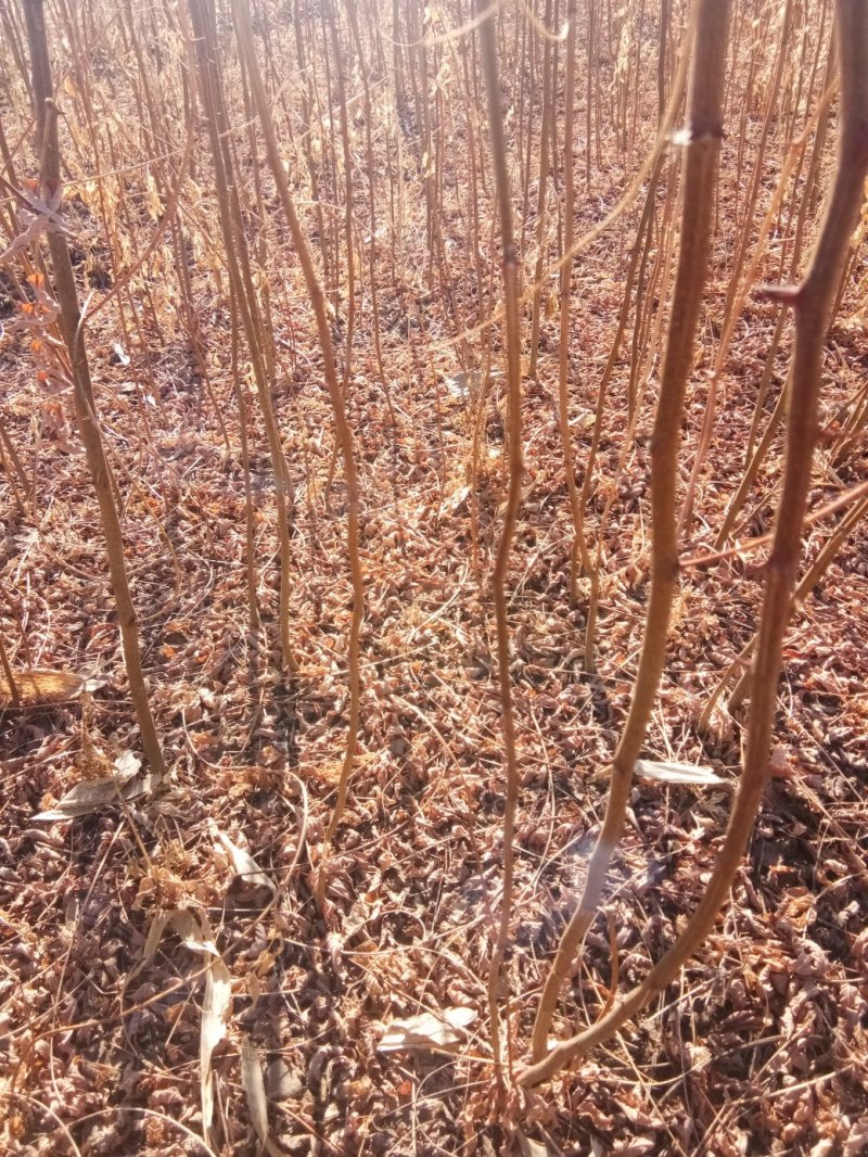 刺槐苗地栽苗货真价实保证质量信誉第一，保证数量