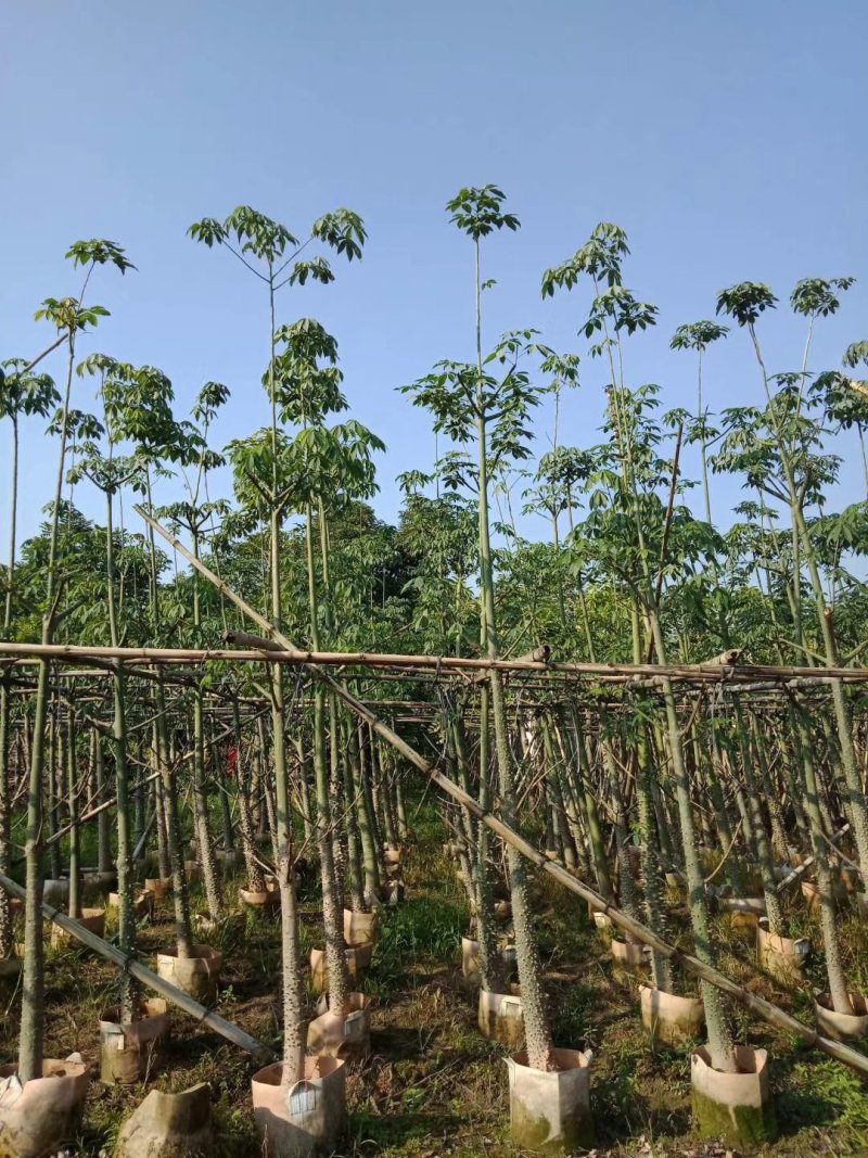美人树，美丽异木棉，各种规格，袋苗，地苗，全冠苗