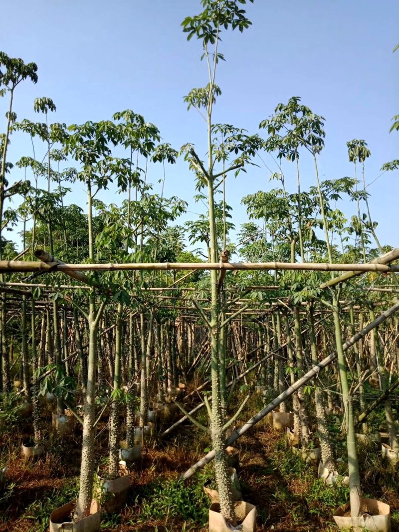 美人树，美丽异木棉，各种规格，袋苗，地苗，全冠苗