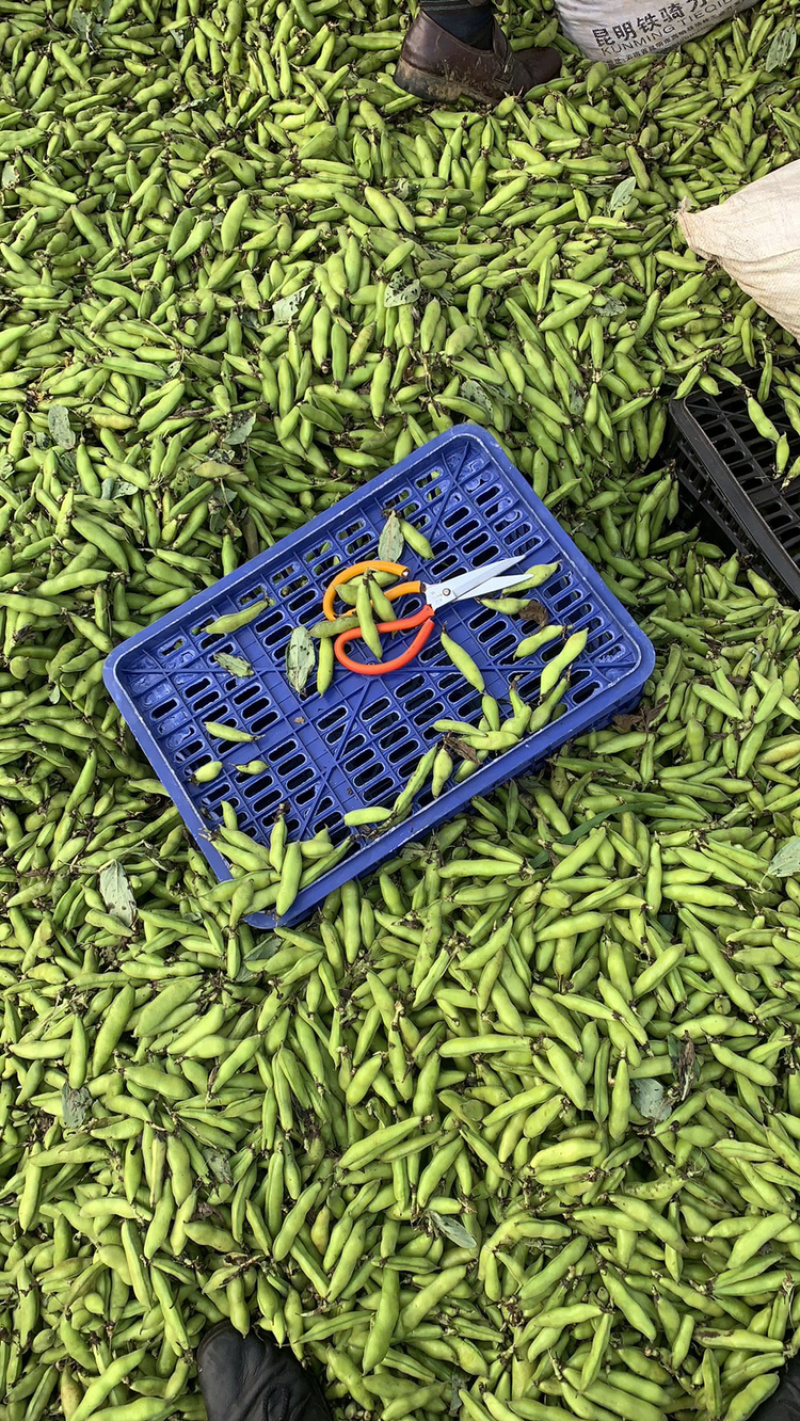 精品胡豆，大量上市，质量好，价格实惠！专业代办，诚信第一