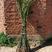 柳树苗垂柳1—3米高垂柳苗量大质优基地直发