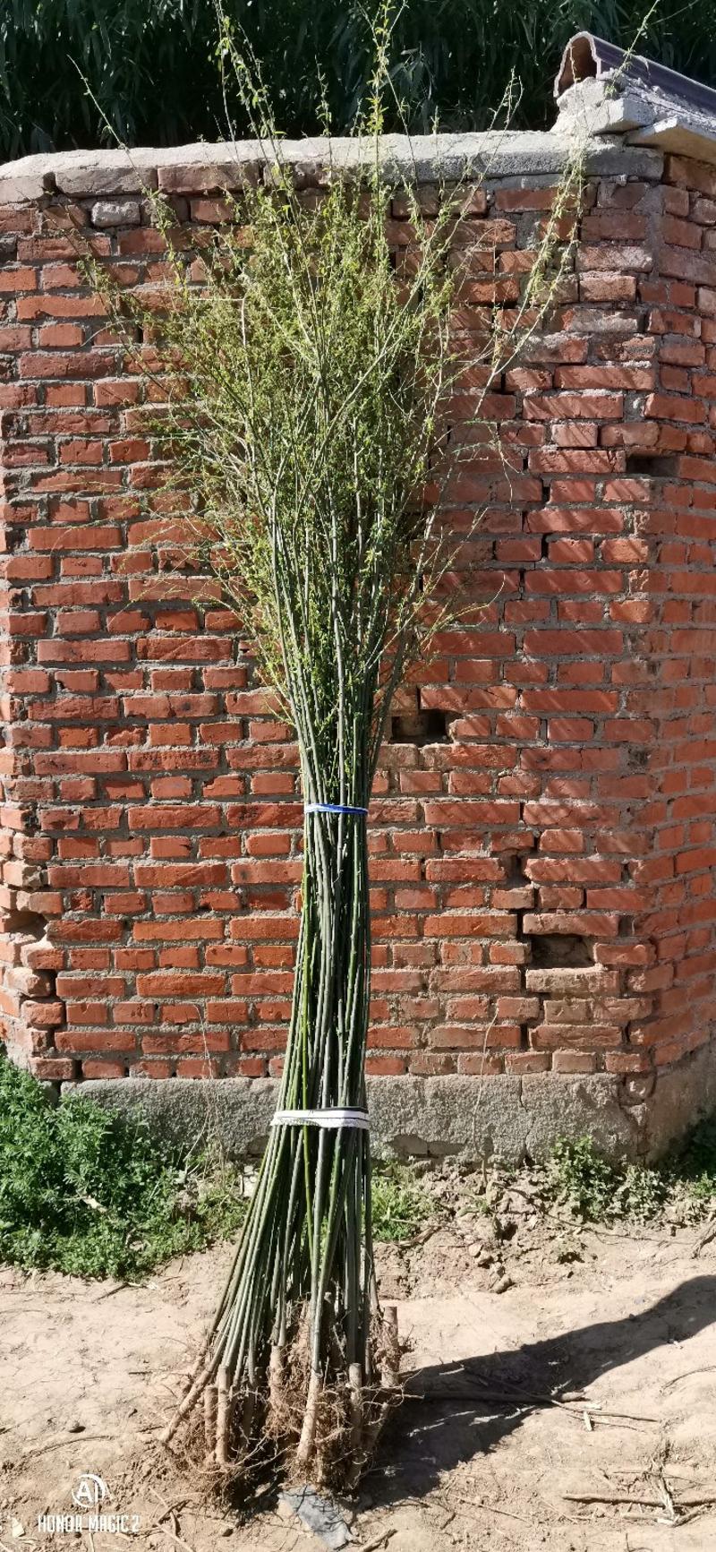 柳树苗垂柳1—3米高垂柳苗量大质优基地直发