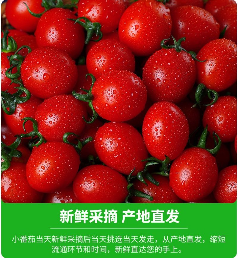 【顺丰包邮日发万单】鲜果源新鲜圣女果小番茄水果农家西红柿