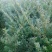 东北红豆杉苗十公分到两米，货真价实，保证质量，信誉第一