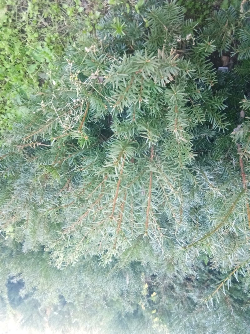 东北红豆杉苗十公分到两米，货真价实，保证质量，信誉第一