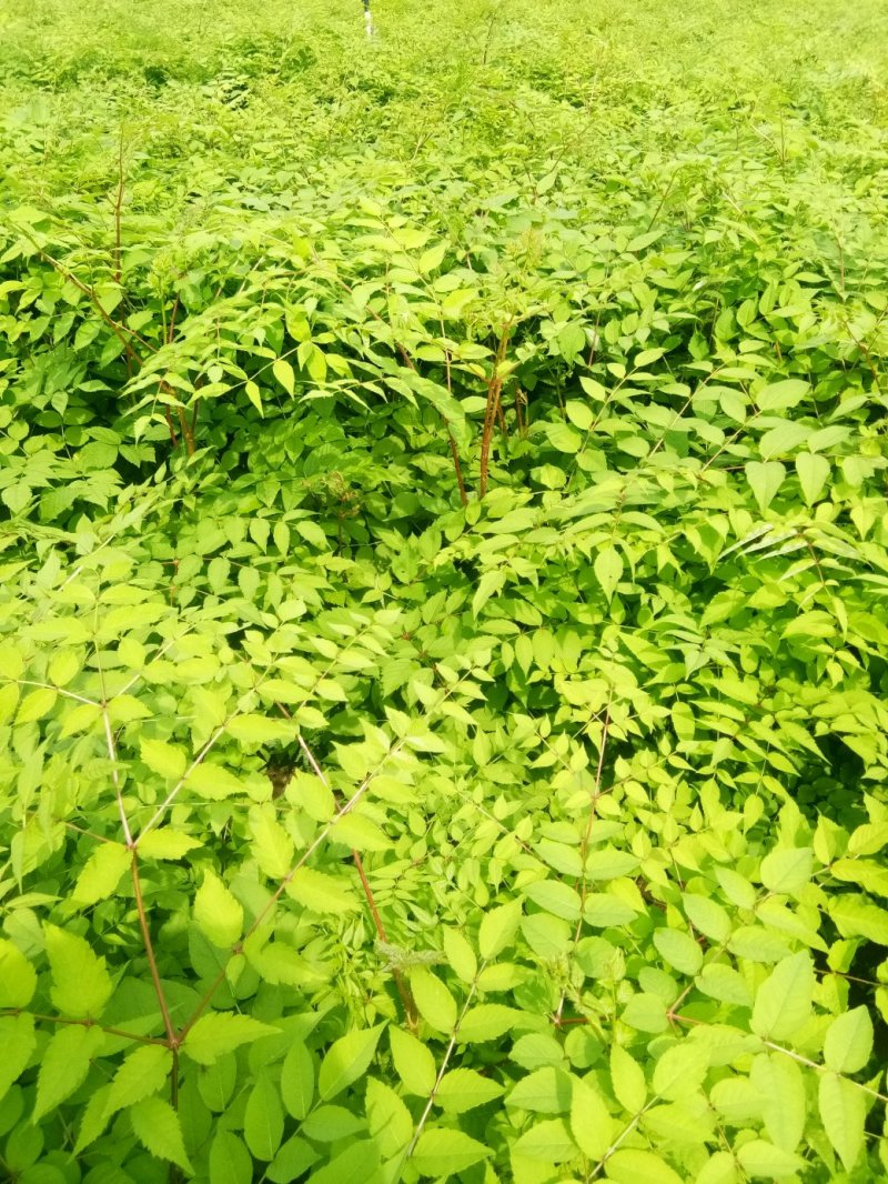 刺嫩芽苗，刺龙芽苗，刺脑包苗现挖现发产地直供