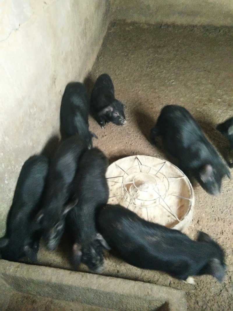 香猪种猪苗藏香猪15斤的多少钱