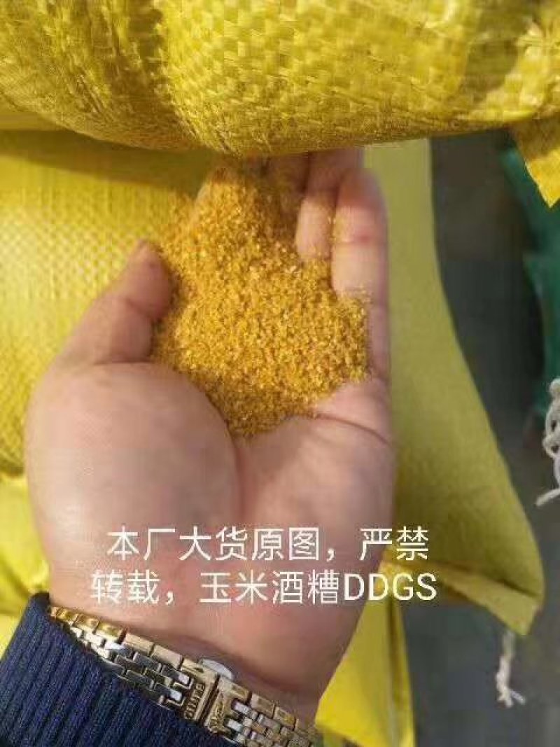【精选好货】厂家长期销售玉米酒糟DDGS，养殖必备好料
