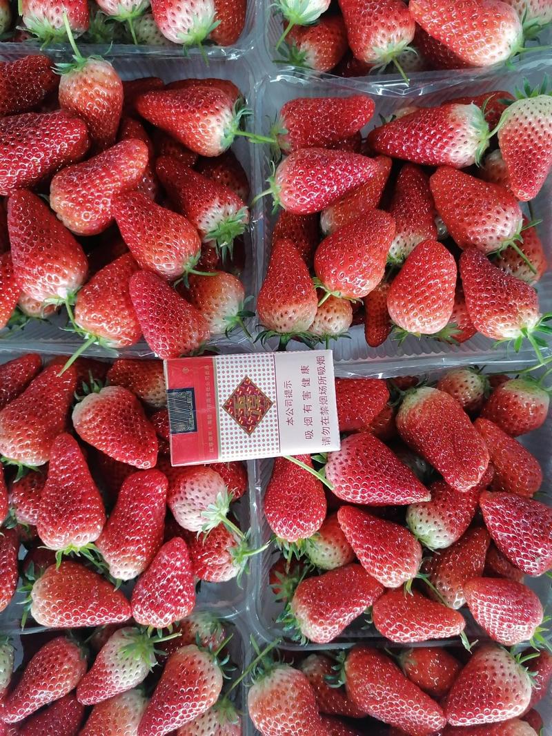 平度甜宝草莓苗，万苗育苗基地可视频看货，欢迎来人实地考察