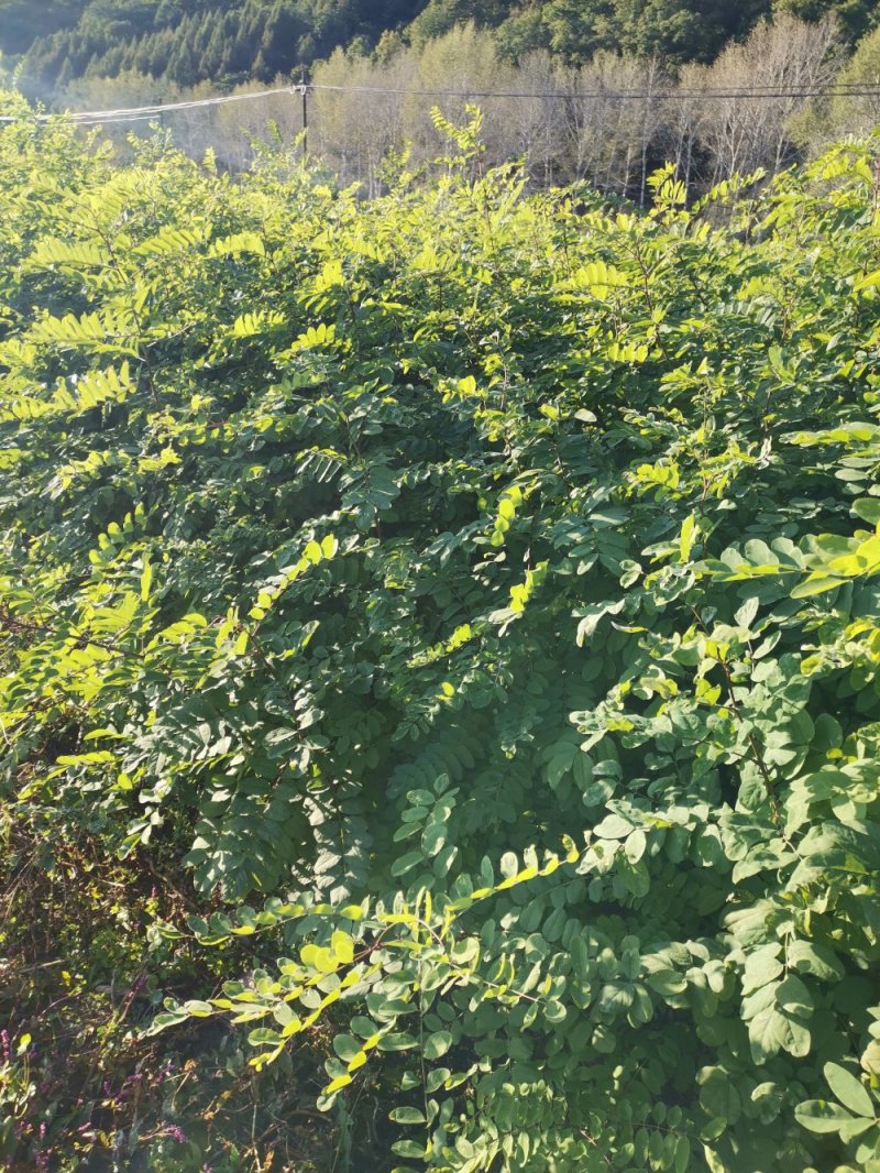 刺槐苗，刺槐小苗，地栽苗产地直供欢迎致电洽谈
