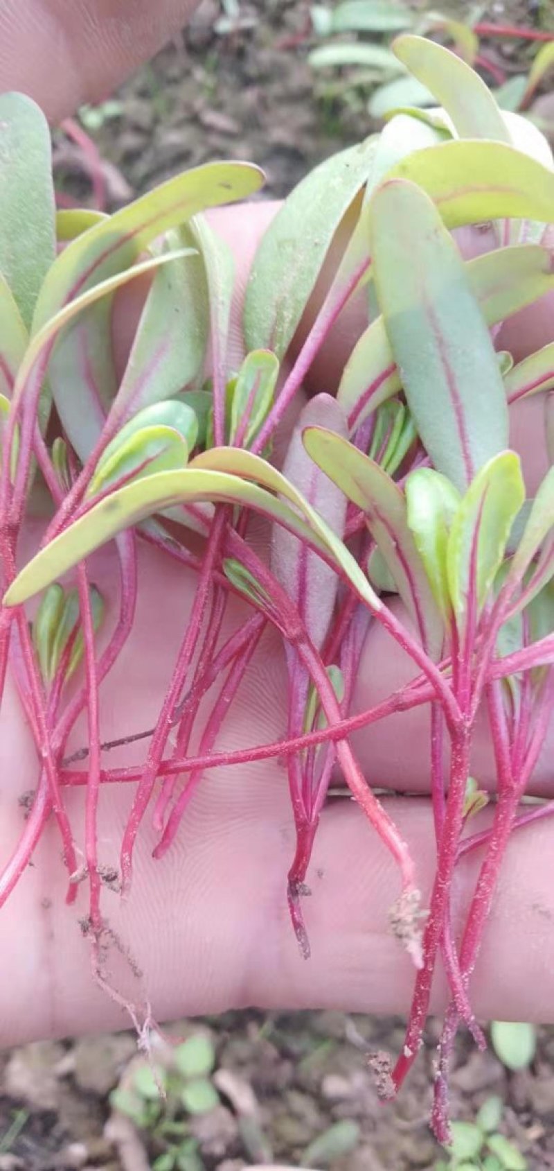 食用花草