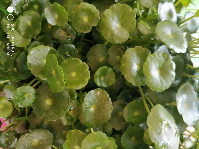 食用花草