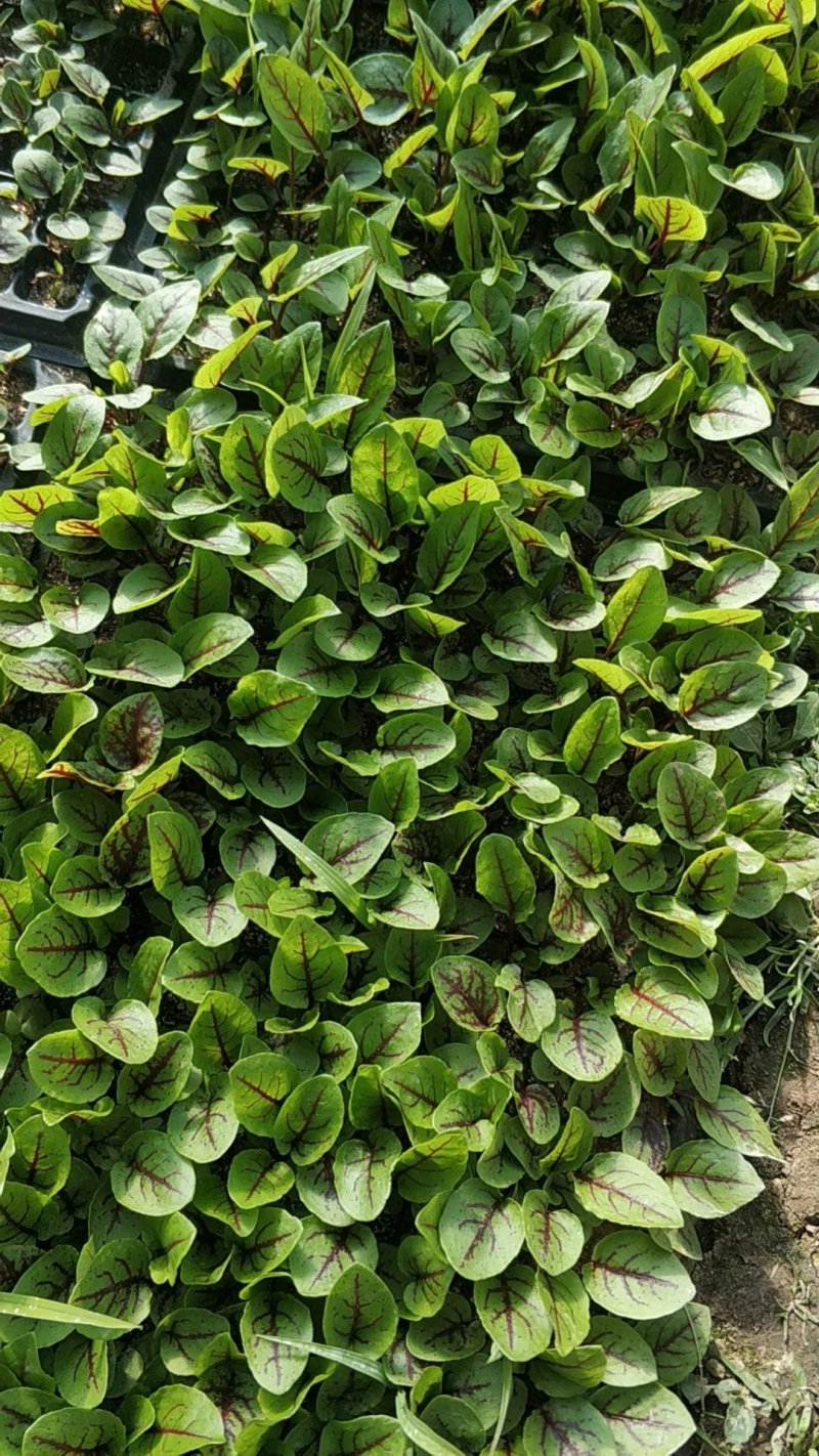 食用花草