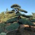 【精品造型罗汉松】，绿化造型盆景，产地湖南，基地直供量大优惠