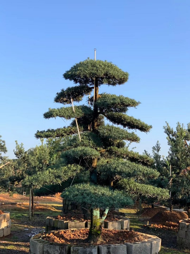【精品造型罗汉松】，绿化造型盆景，产地湖南，基地直供量大优惠