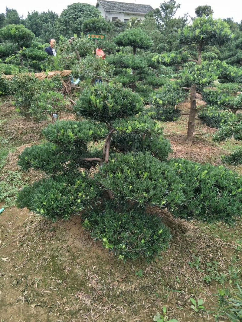 【精品造型罗汉松】，绿化造型盆景，产地湖南，基地直供量大优惠