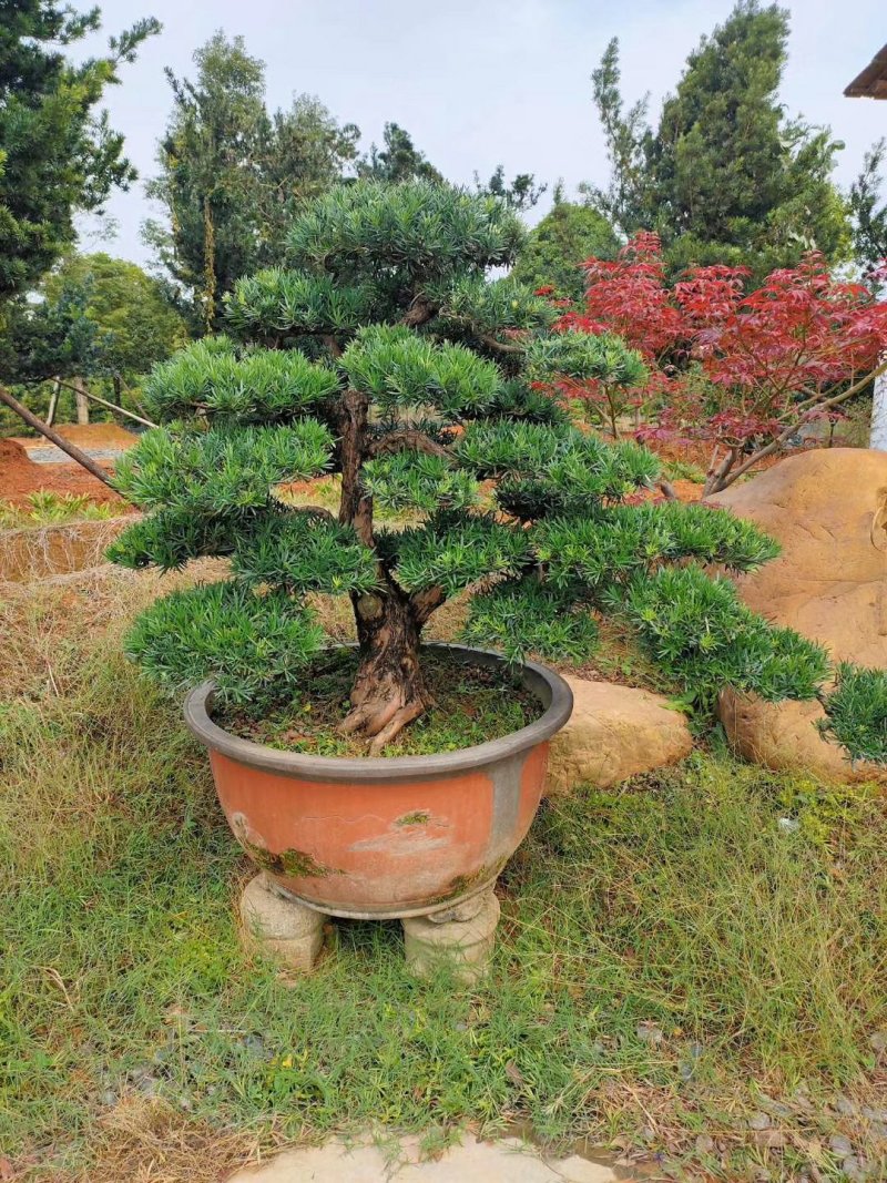 【精品造型罗汉松】，绿化造型盆景，产地湖南，基地直供量大优惠